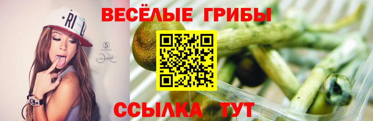 Галлюциногенные грибы MAGIC MUSHROOMS  Вход с VPN  Вышний Волочёк  Псилоцибиновые грибы Psilocybine cubensis 